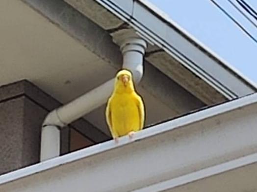 目撃された鳥 目撃された鳥
