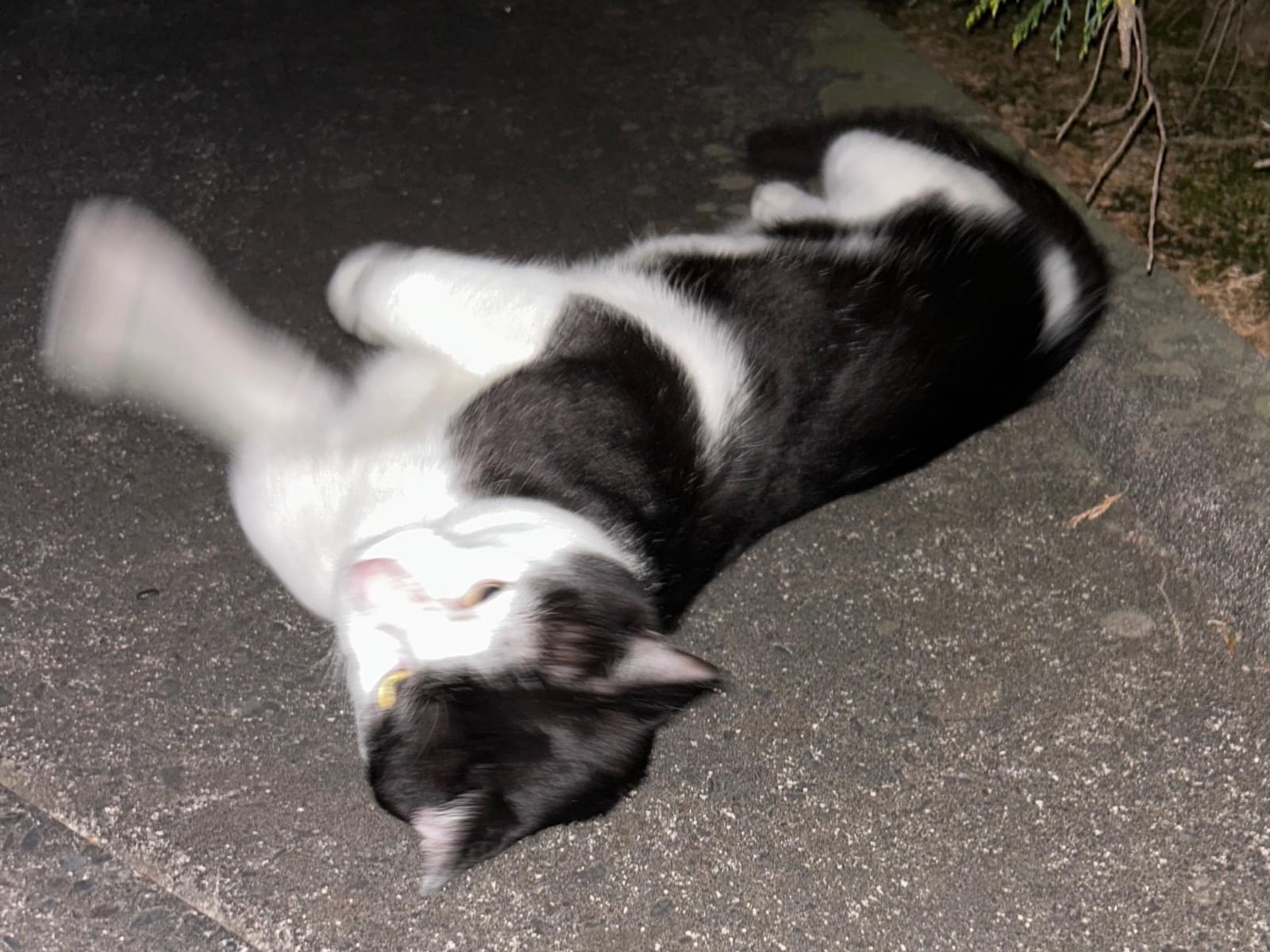 目撃された猫