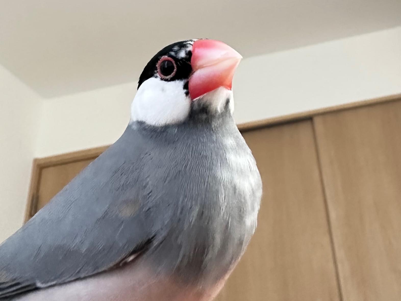 ダースちゃん ダースちゃん