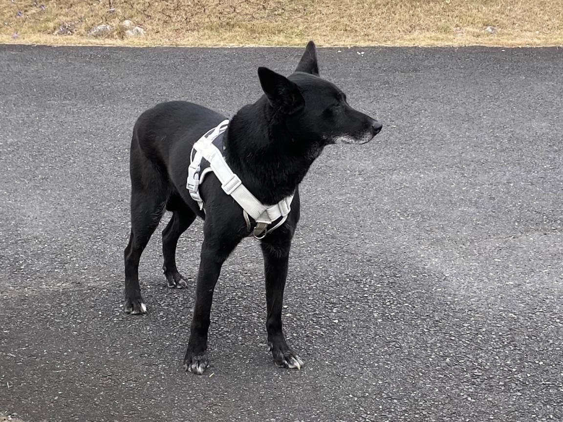 目撃された犬 目撃された犬