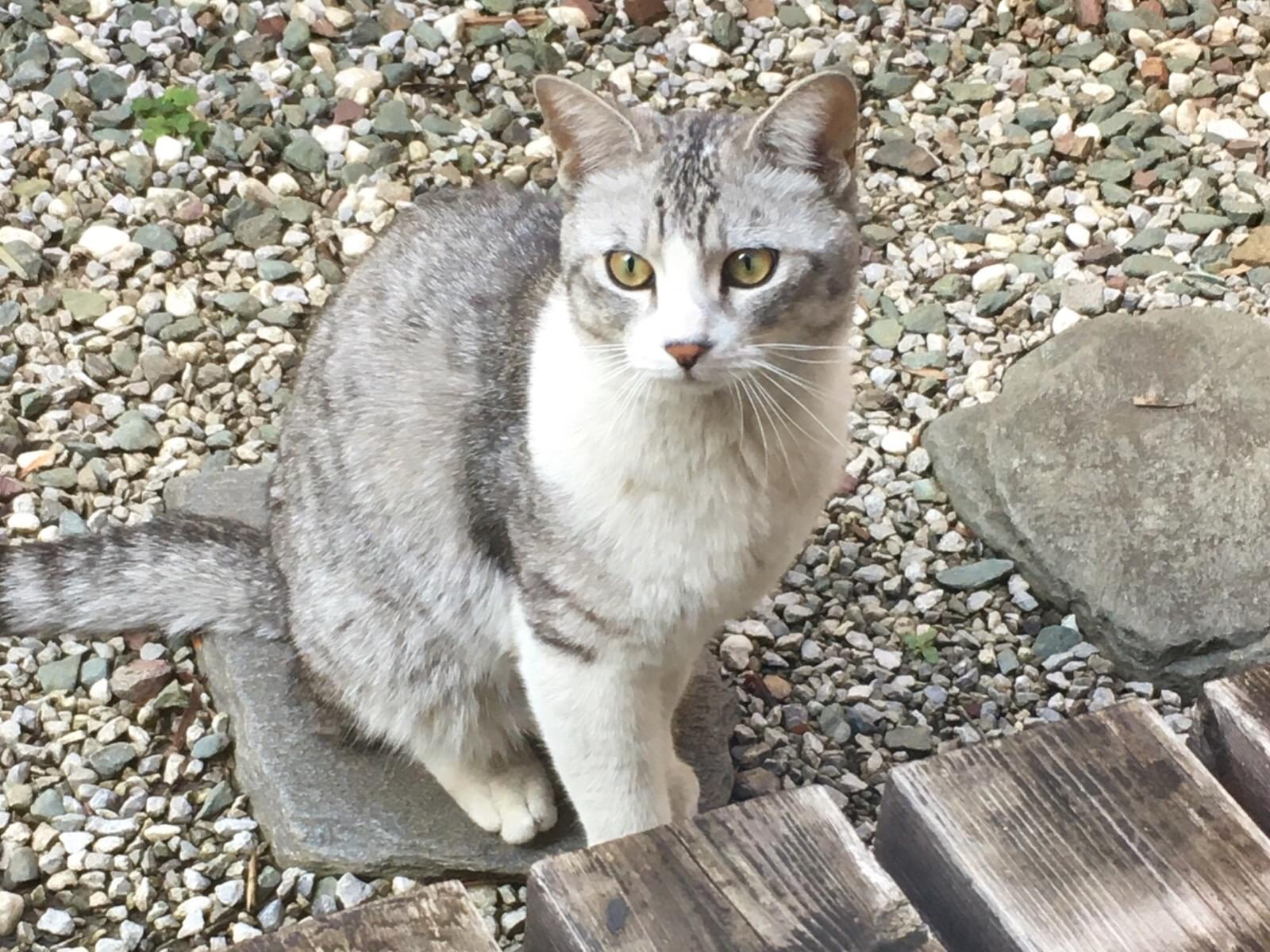 目撃された猫 目撃された猫