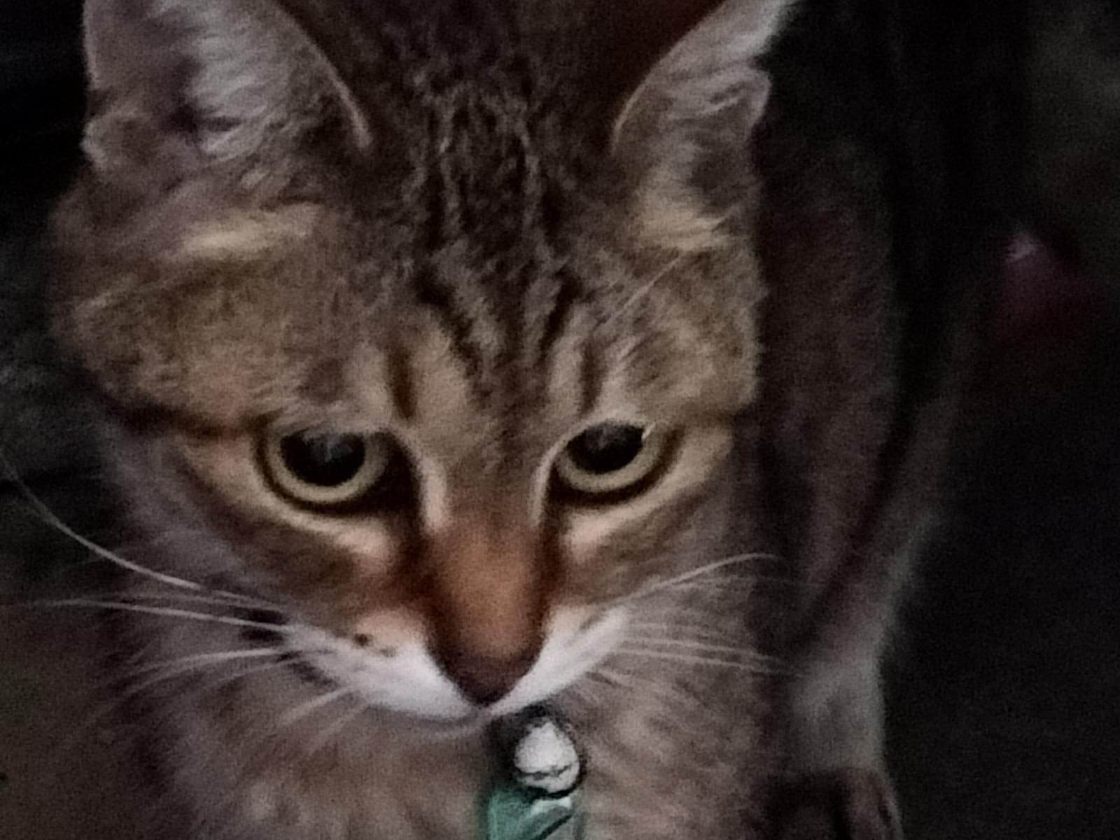 目撃された猫