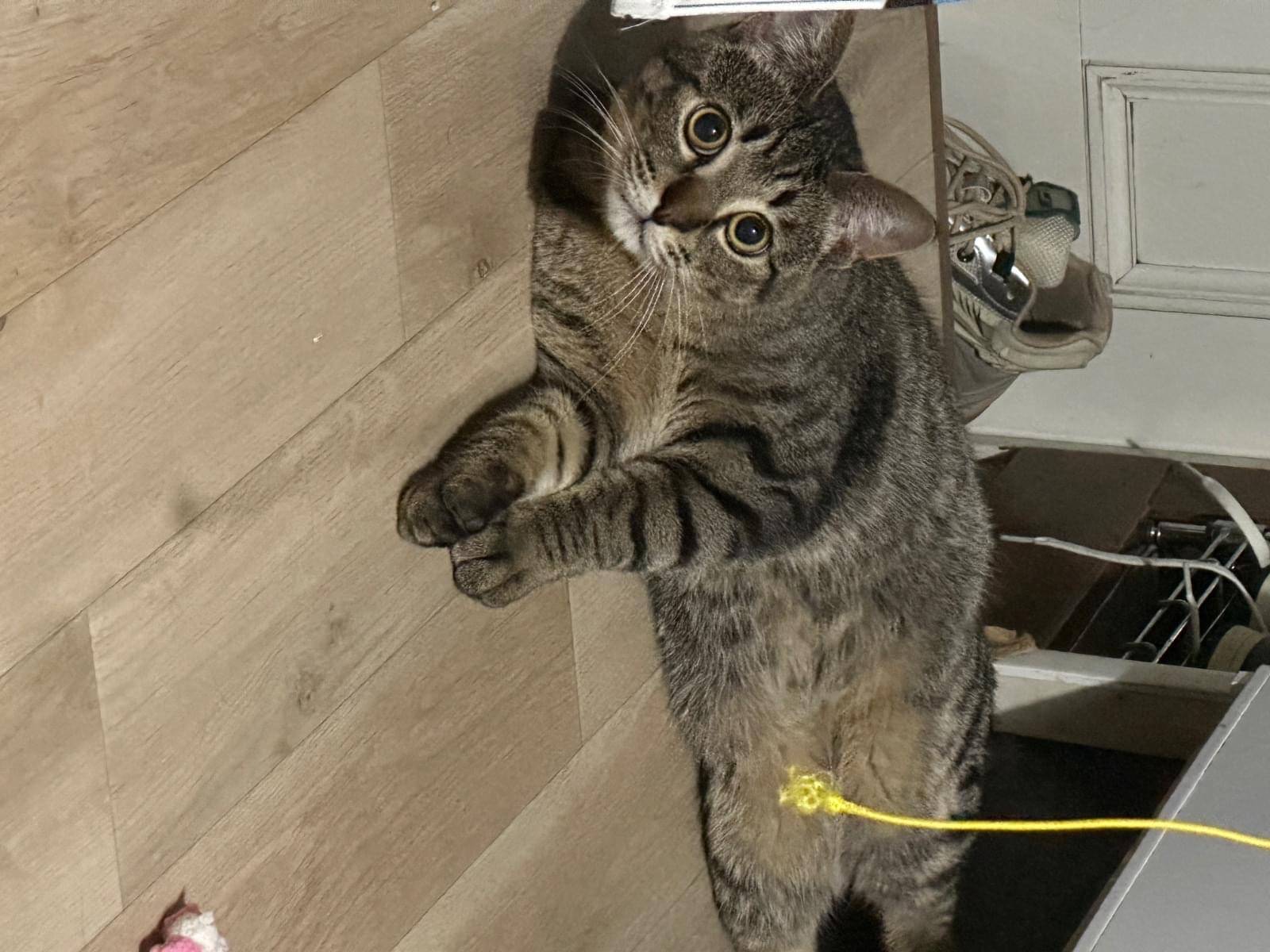 ふくちゃん ふくちゃん
