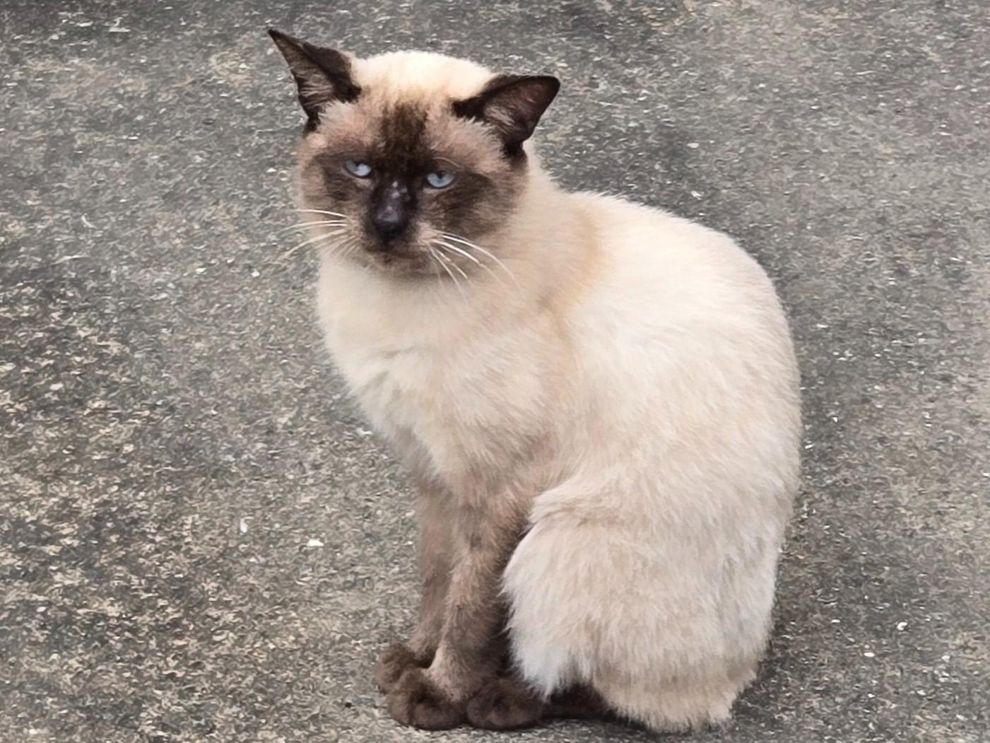目撃された猫 目撃された猫