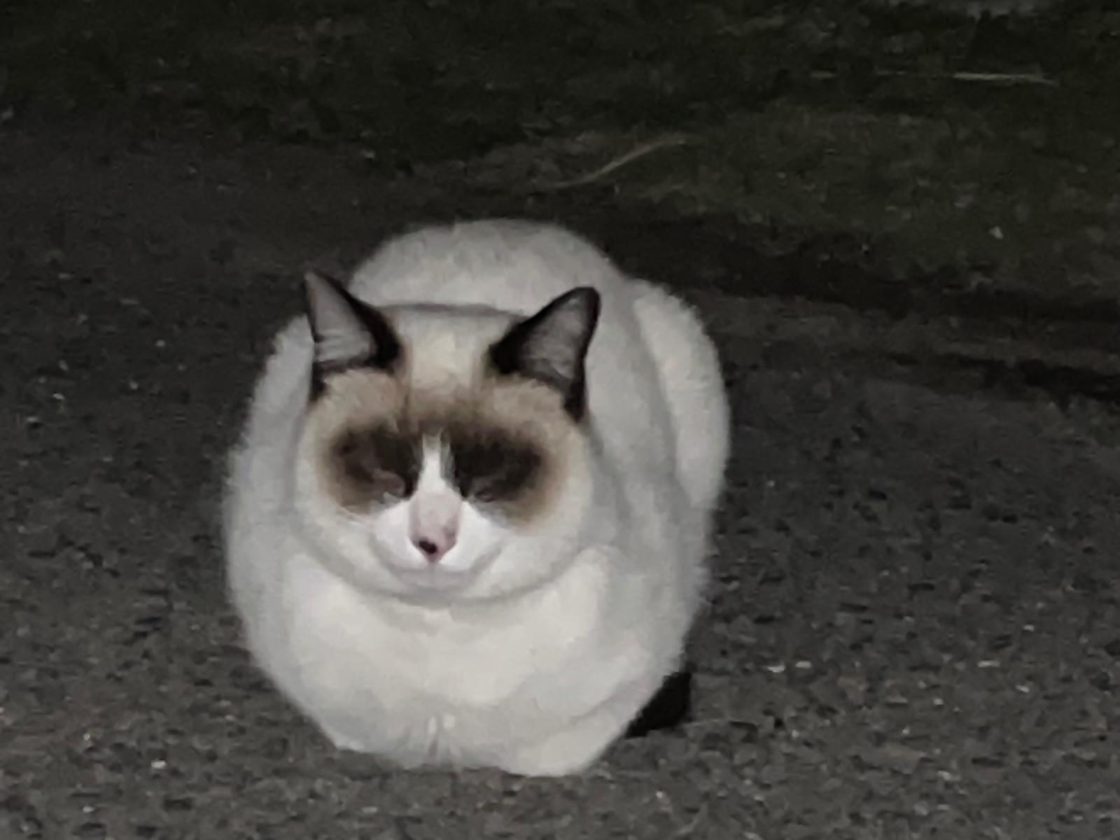 目撃された猫 目撃された猫