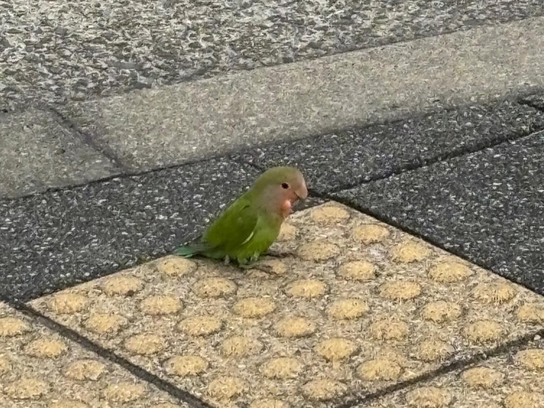 目撃された鳥 目撃された鳥