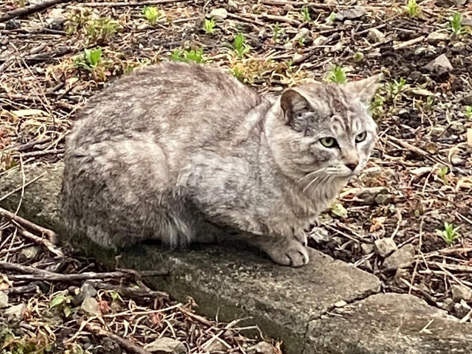 目撃された猫