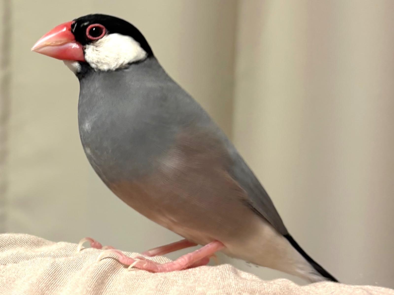 くぬちゃん くぬちゃん