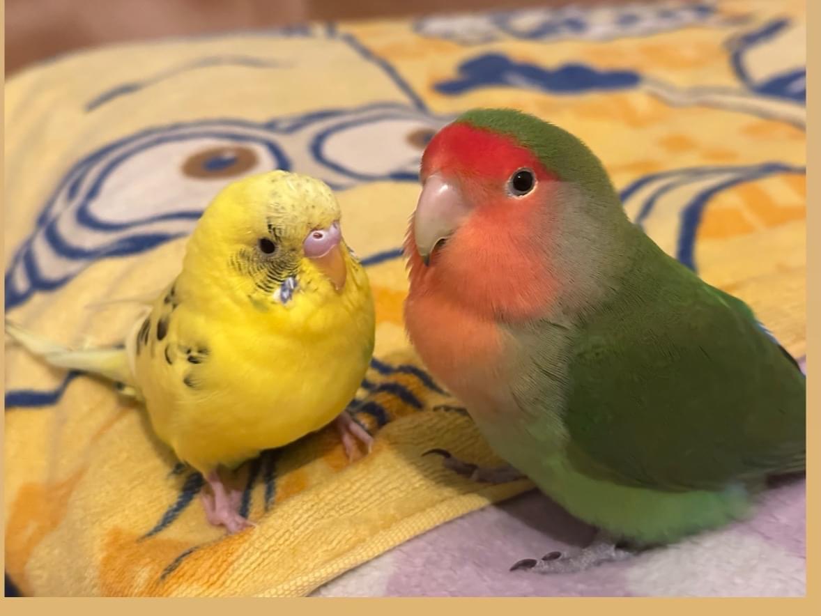 めろんちゃん めろんちゃん