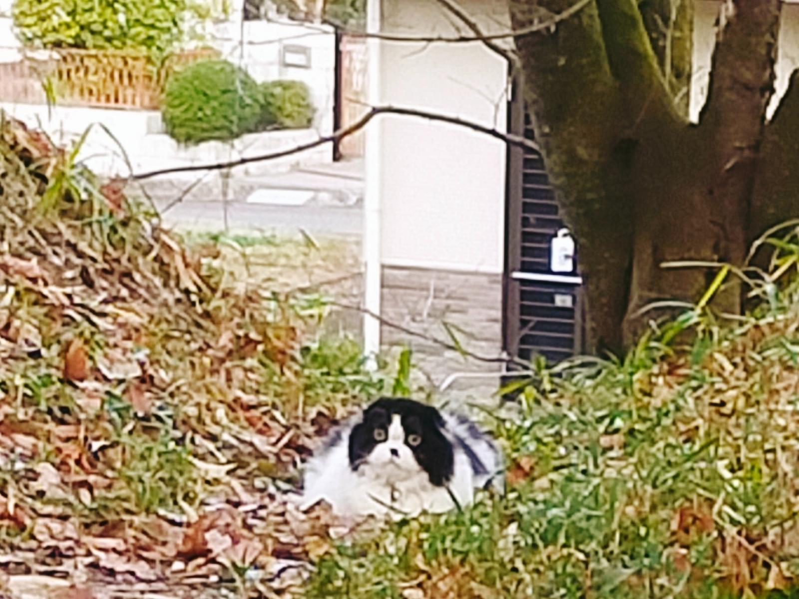 目撃された猫 目撃された猫