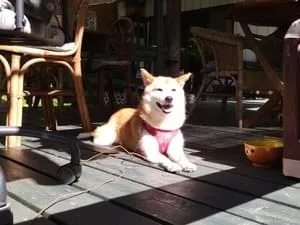 赤のバンダナ柄の胴輪をつけた9歳メスの柴犬を探しています
