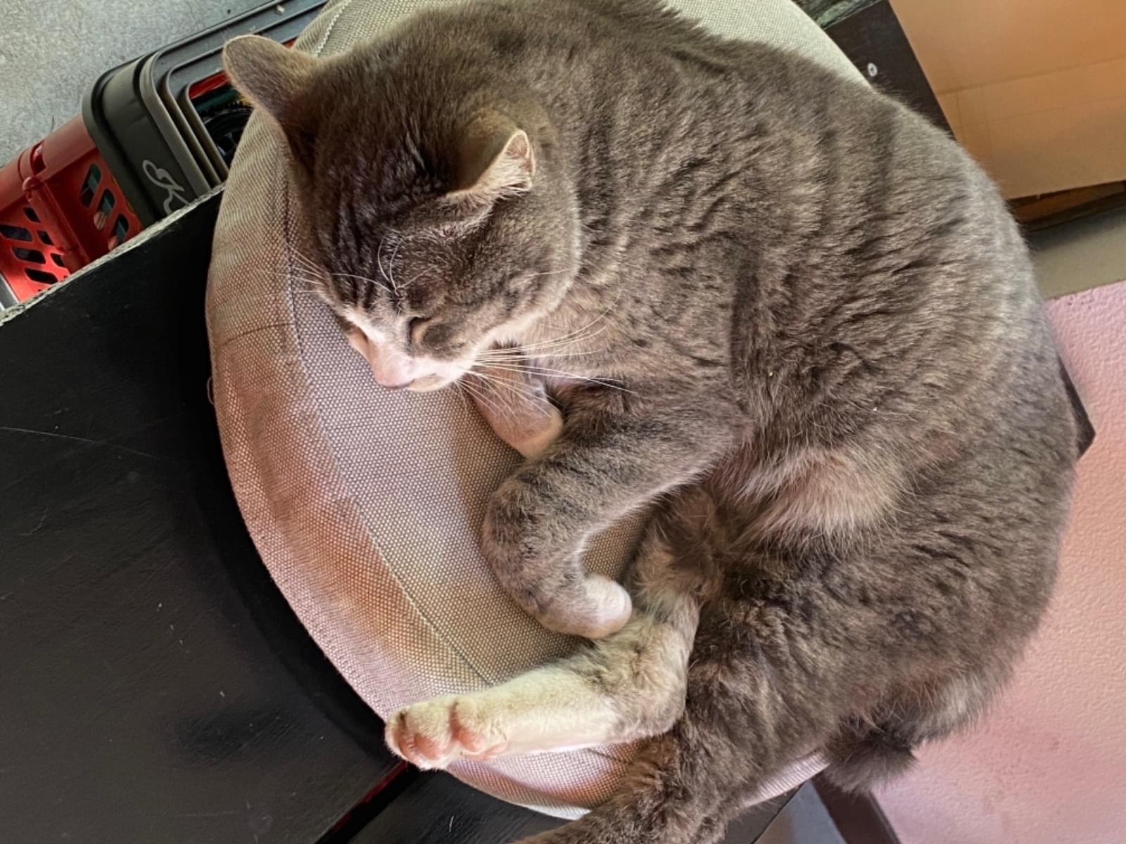 目撃された猫 目撃された猫