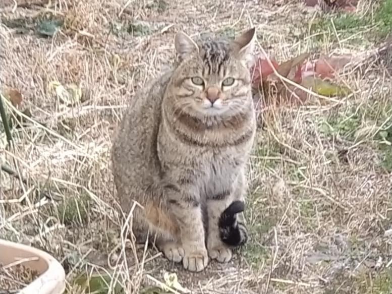 姫路警察署に遺棄され泣く迷子の保護猫ちゃん 姫路警察署に遺棄され泣く迷子の保護猫ちゃん
