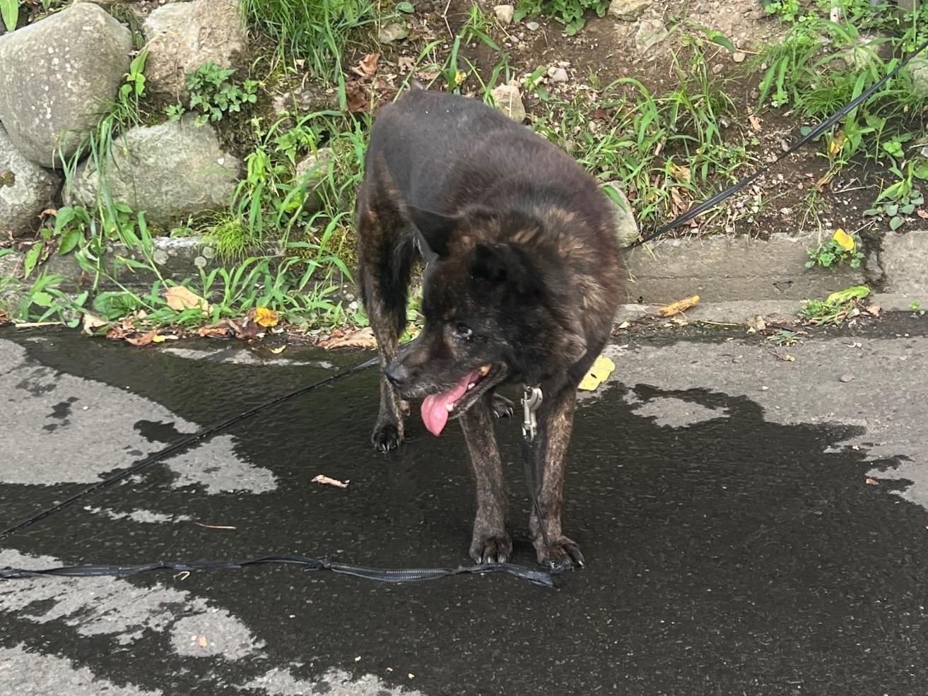 保護された犬