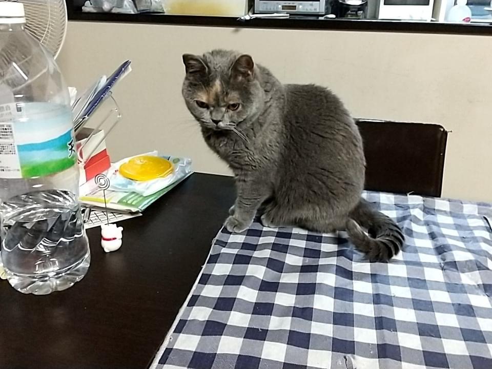タムちゃん タムちゃん