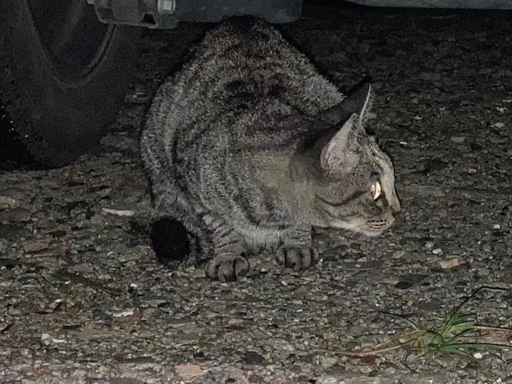 目撃された猫 目撃された猫