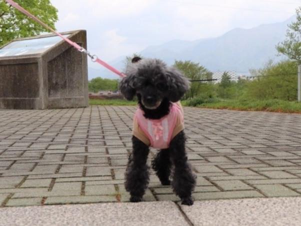 迷子になった犬 迷子になった犬