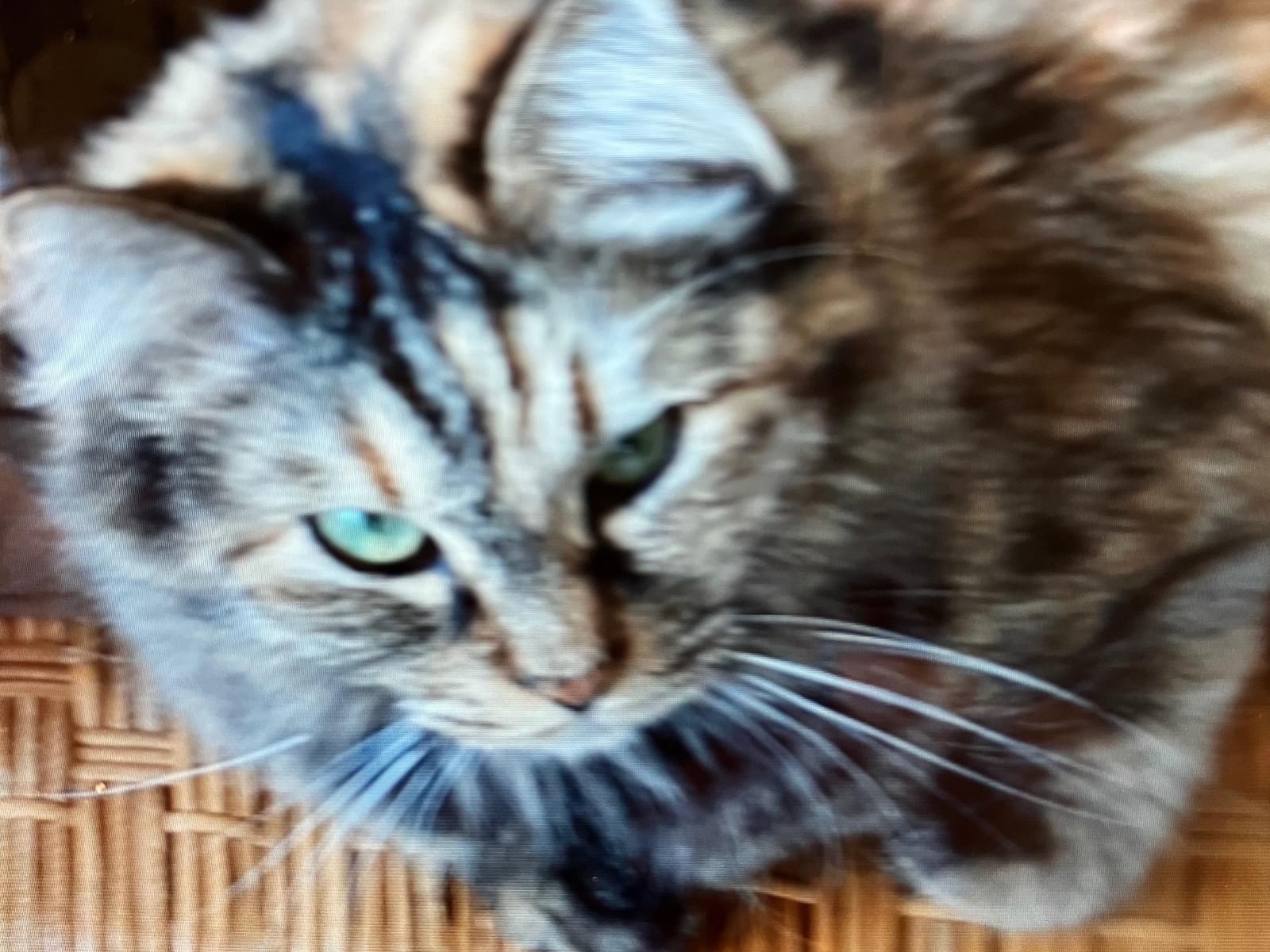 キットちゃん
