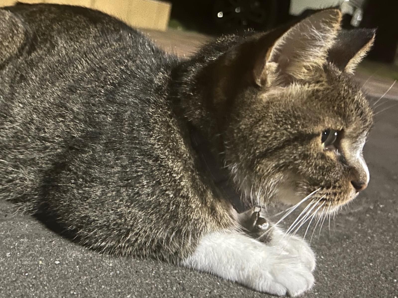 目撃された猫 目撃された猫