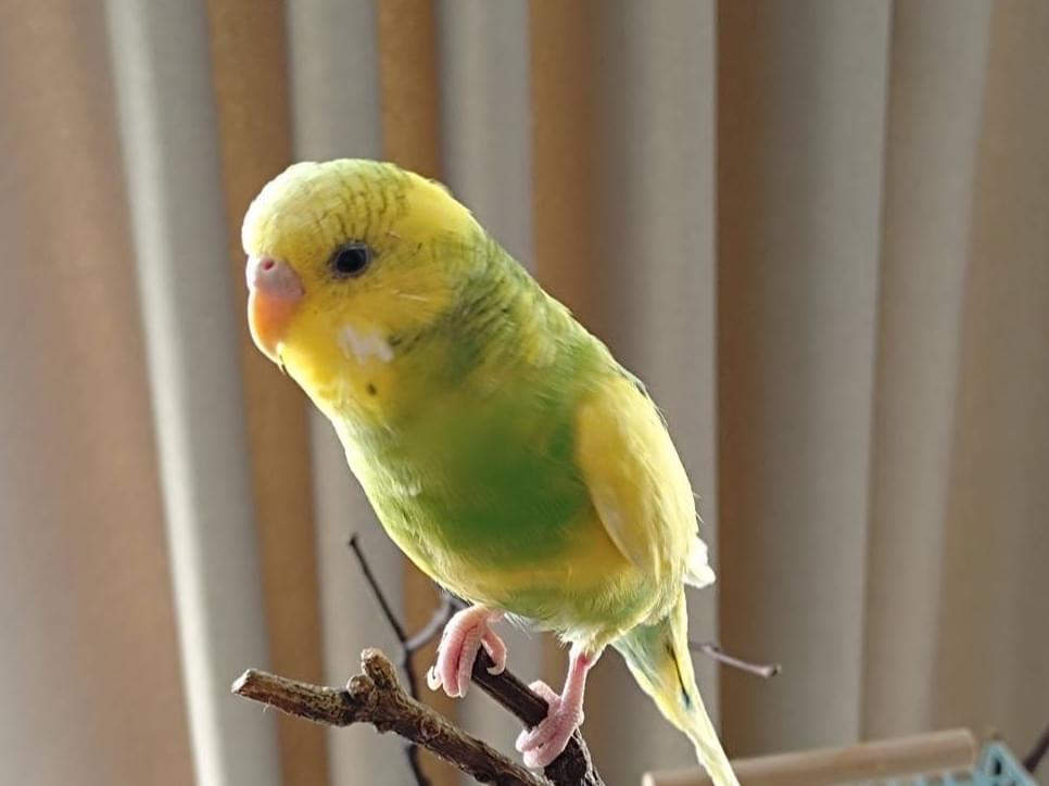 ぴーちゃん