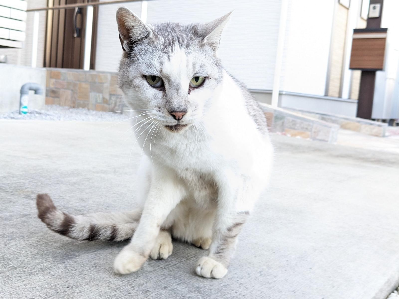 目撃された猫 目撃された猫