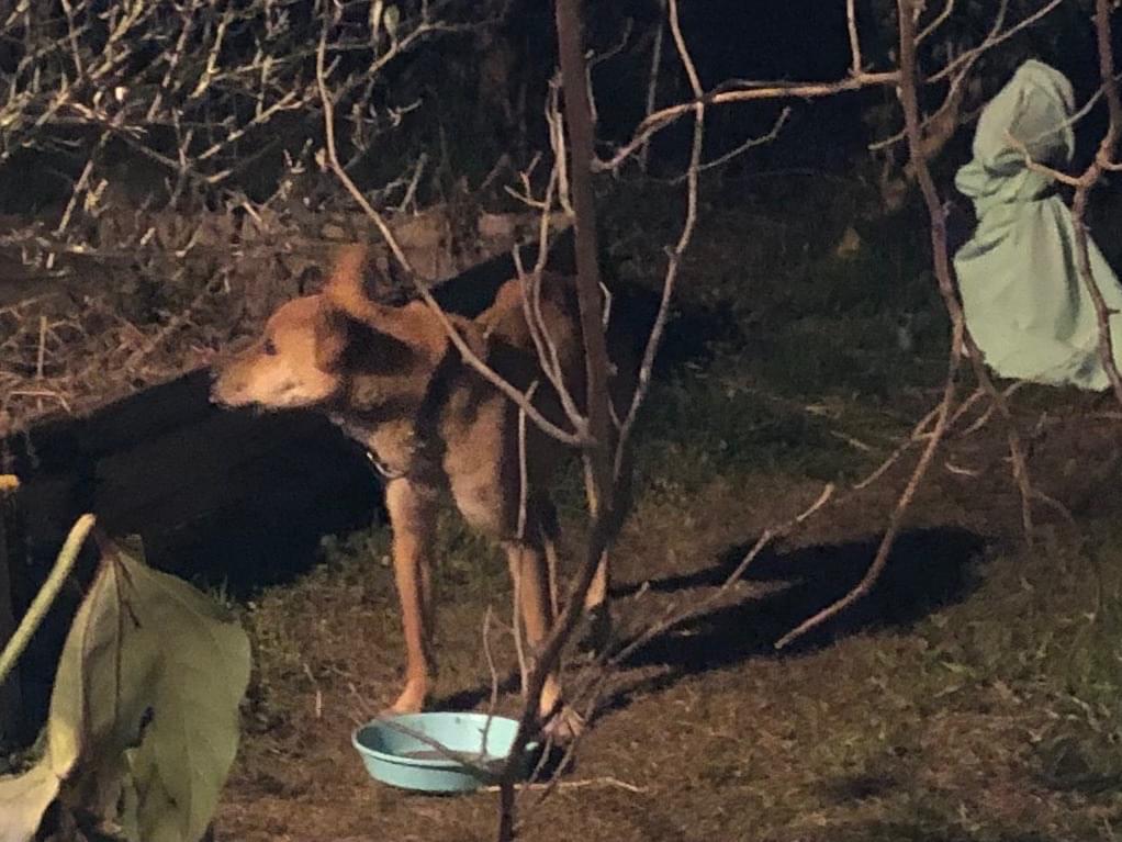 目撃された犬 目撃された犬