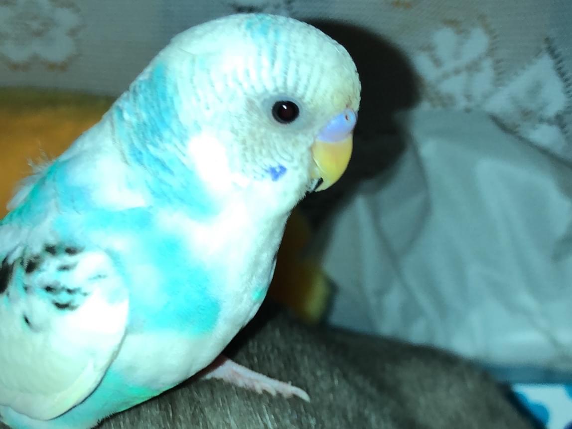 はるくんちゃん