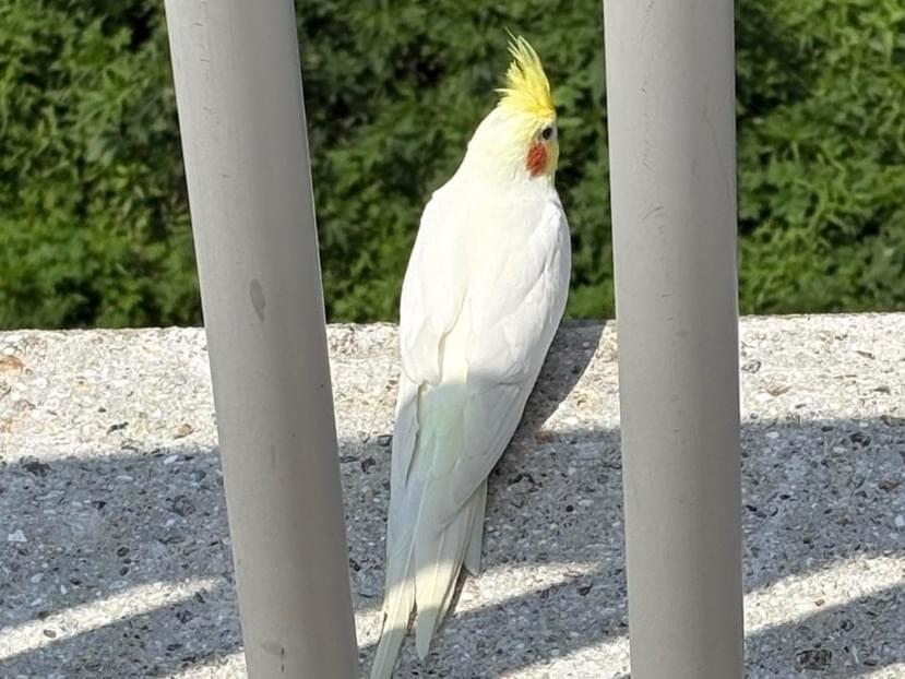 目撃された鳥 目撃された鳥