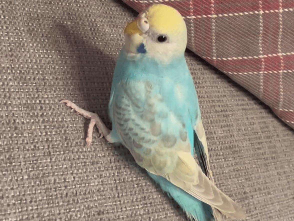 もこちゃん もこちゃん