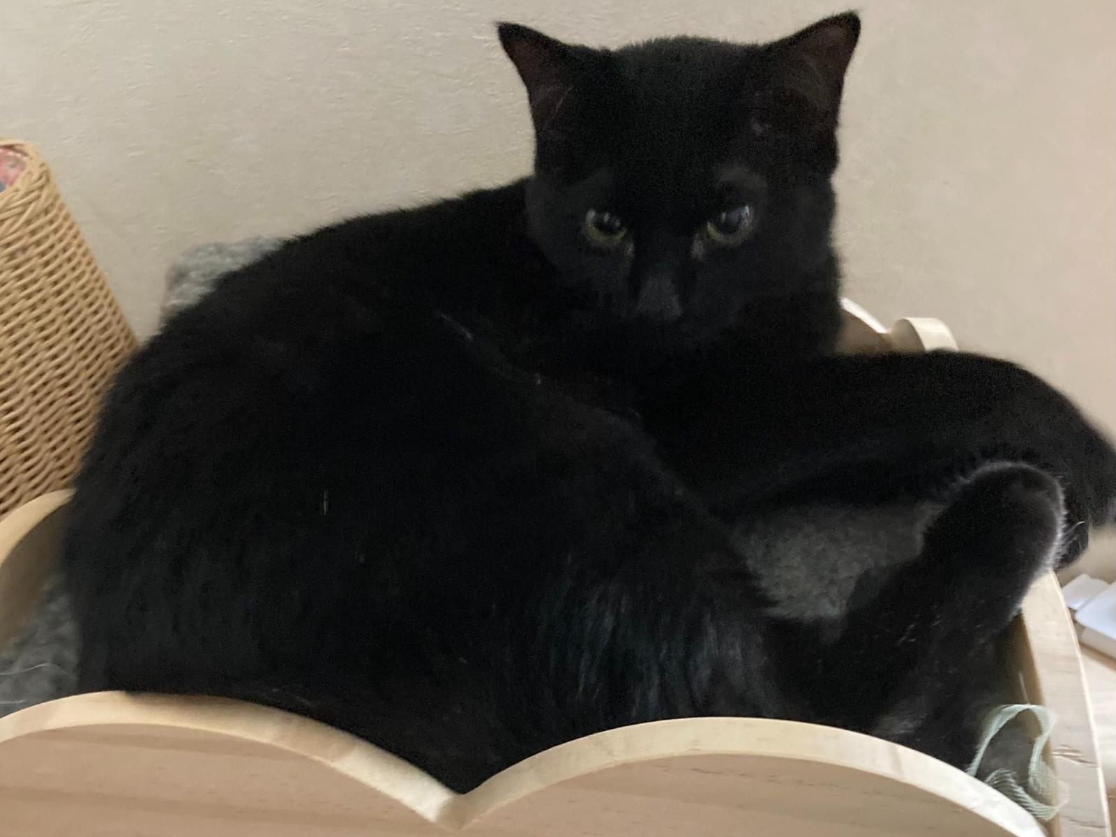保護された猫 保護された猫