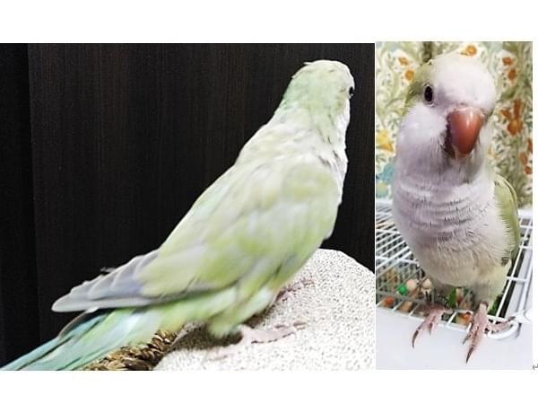 ヒスイちゃん ヒスイちゃん