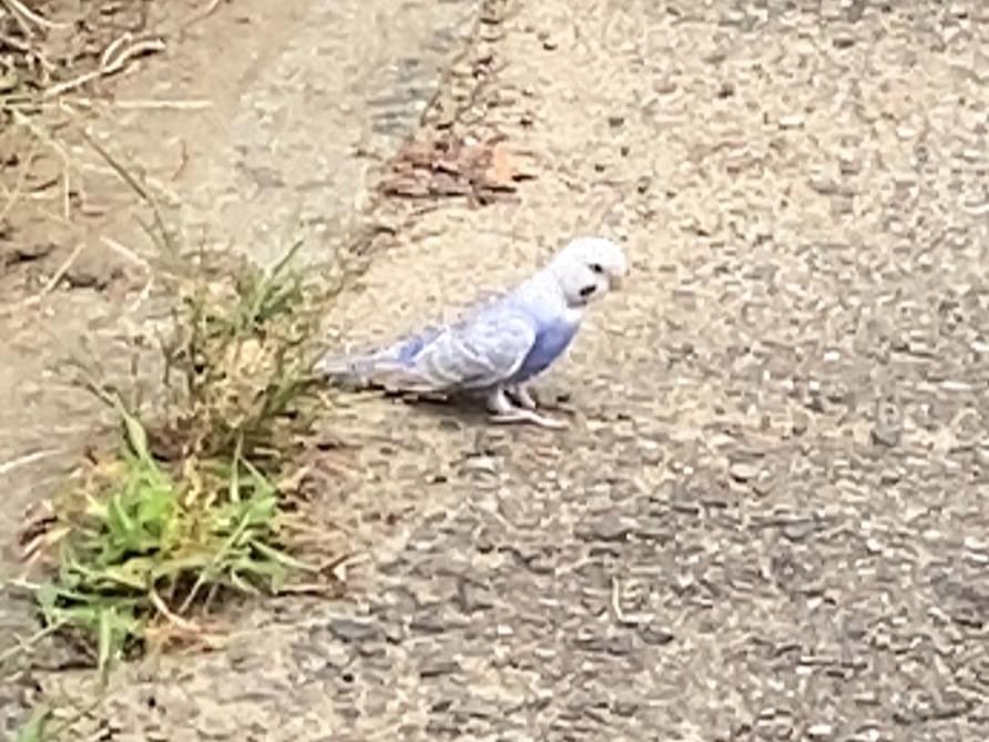 保護された鳥 保護された鳥