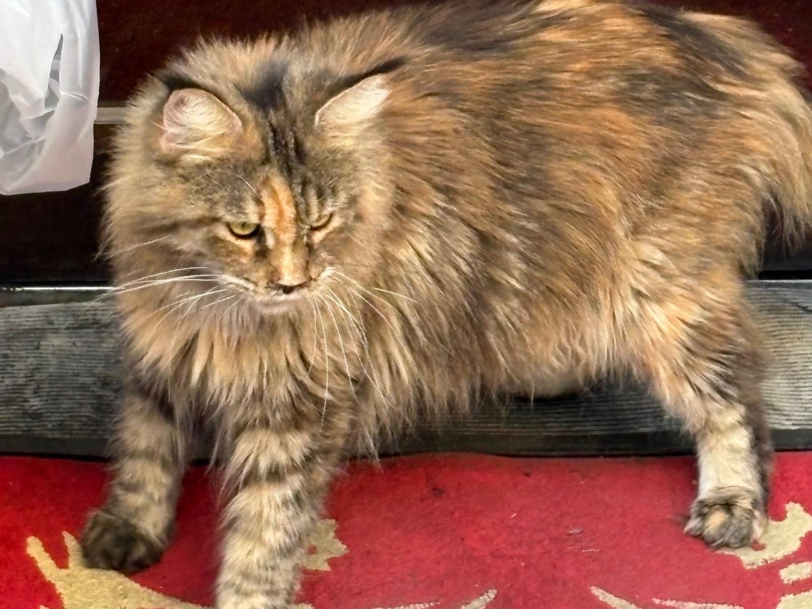 目撃された猫