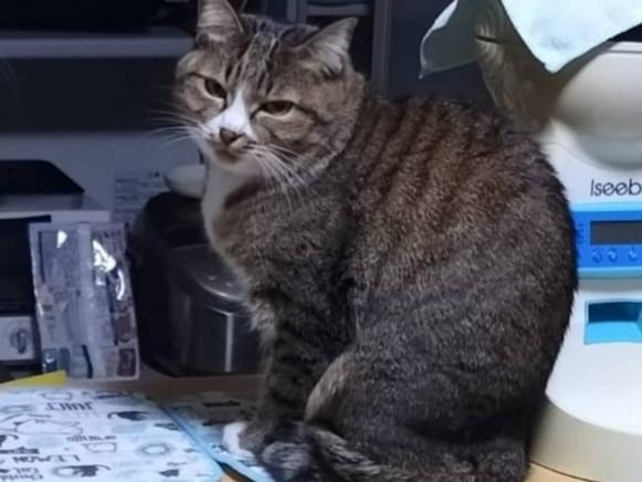 ななちゃん ななちゃん