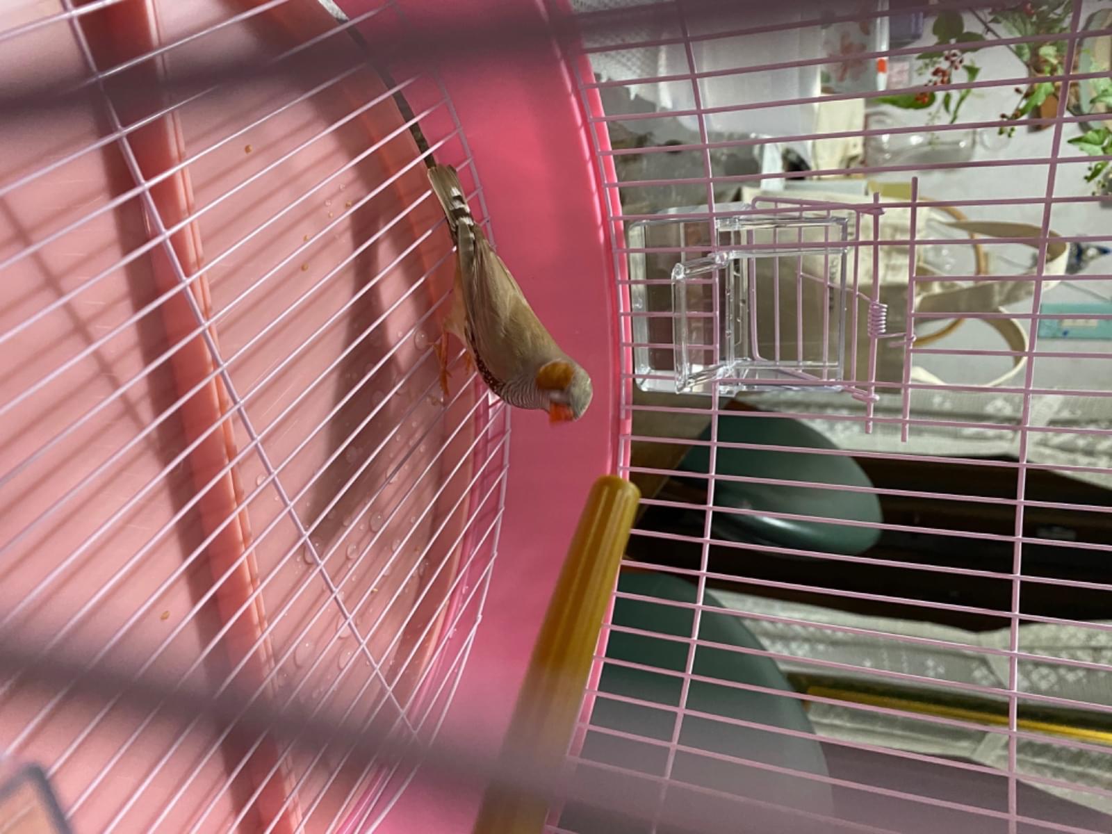 保護された鳥 保護された鳥