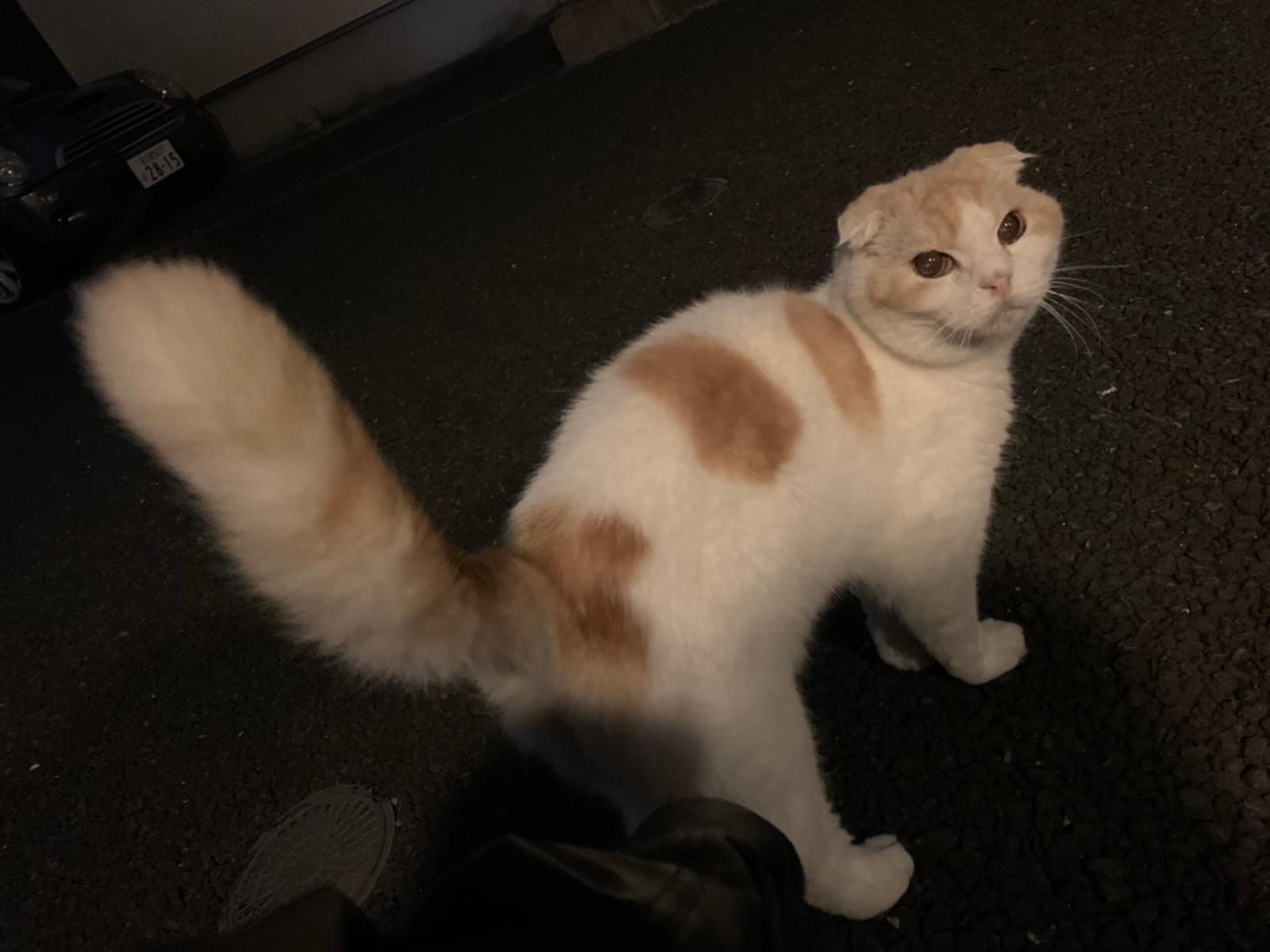 目撃された猫 目撃された猫