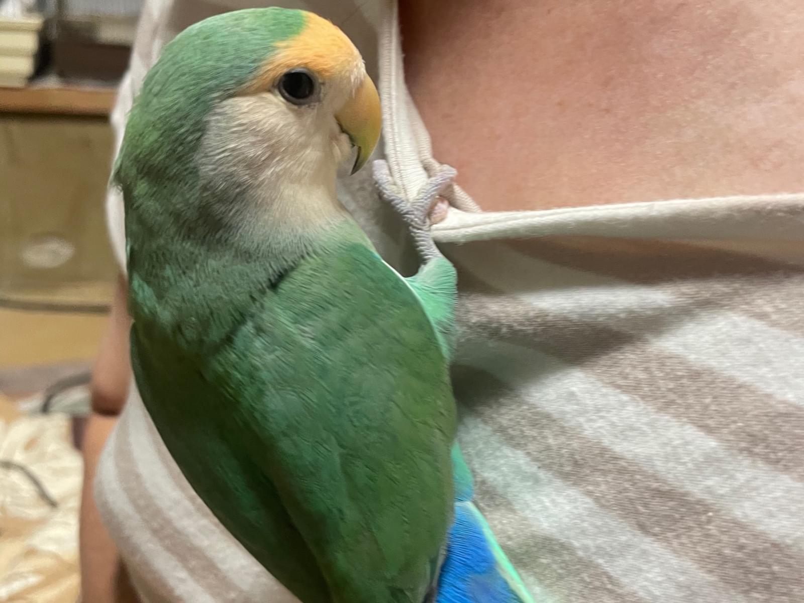 ぴぴちゃん ぴぴちゃん
