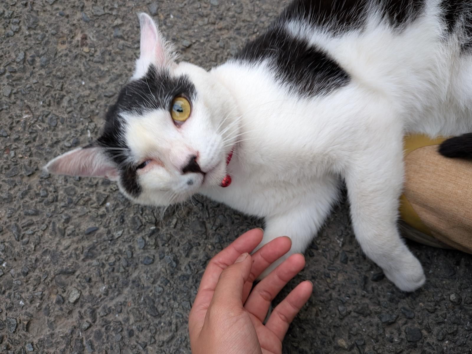目撃された猫 目撃された猫