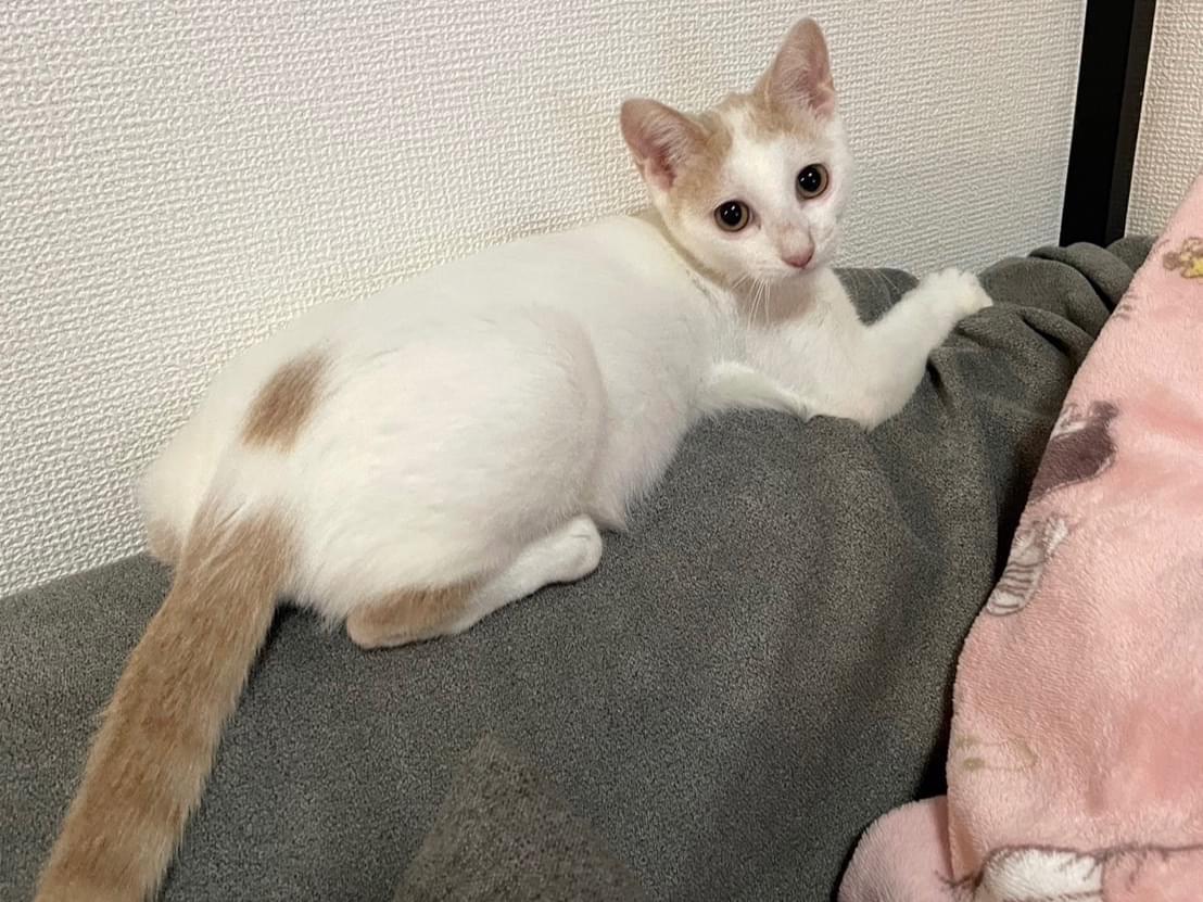 コウメちゃん コウメちゃん