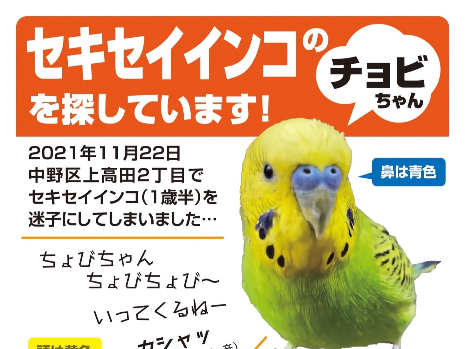 ちょびちゃん ちょびちゃん