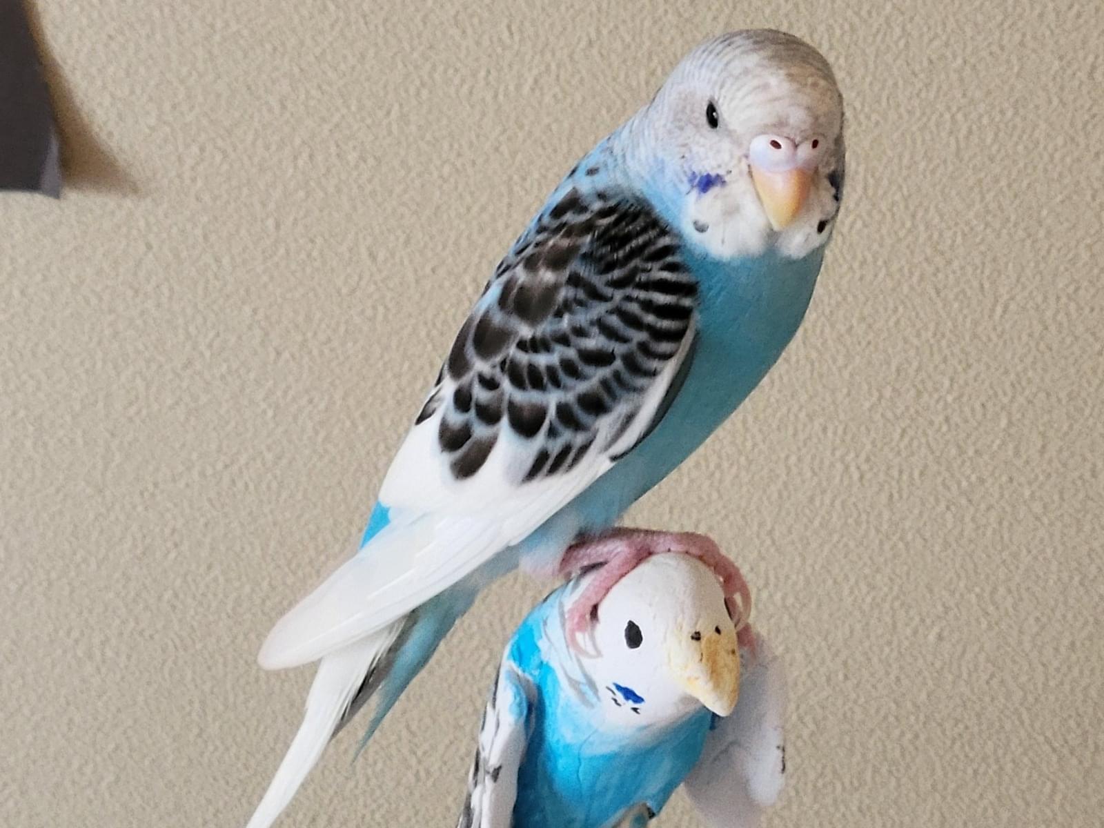 ころもちゃん ころもちゃん