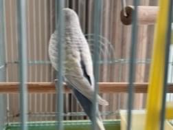 保護された鳥 保護された鳥