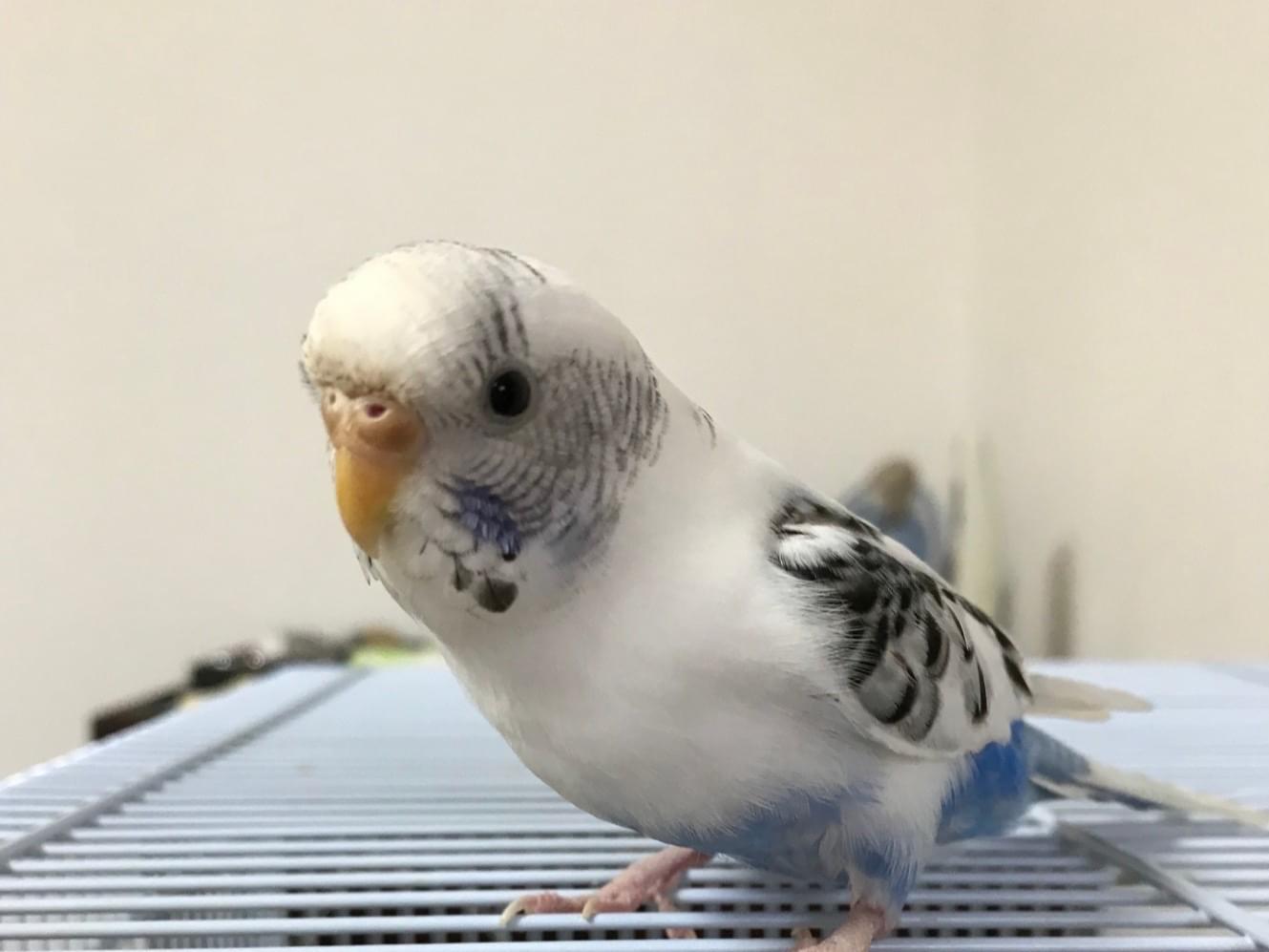 ぴーちゃん ぴーちゃん