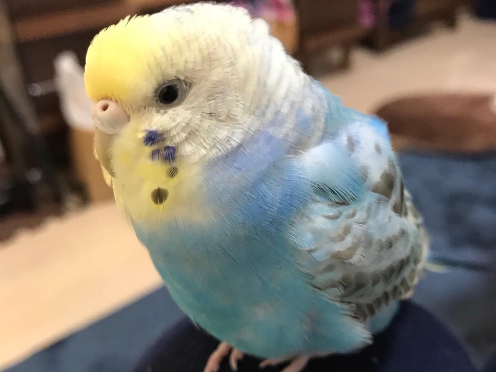そらちゃん そらちゃん