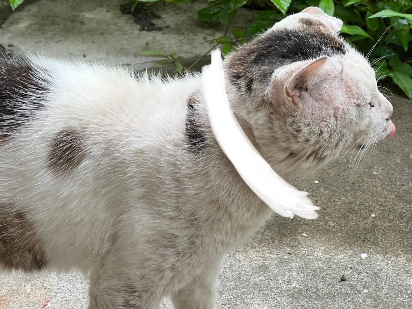 目撃された猫 目撃された猫