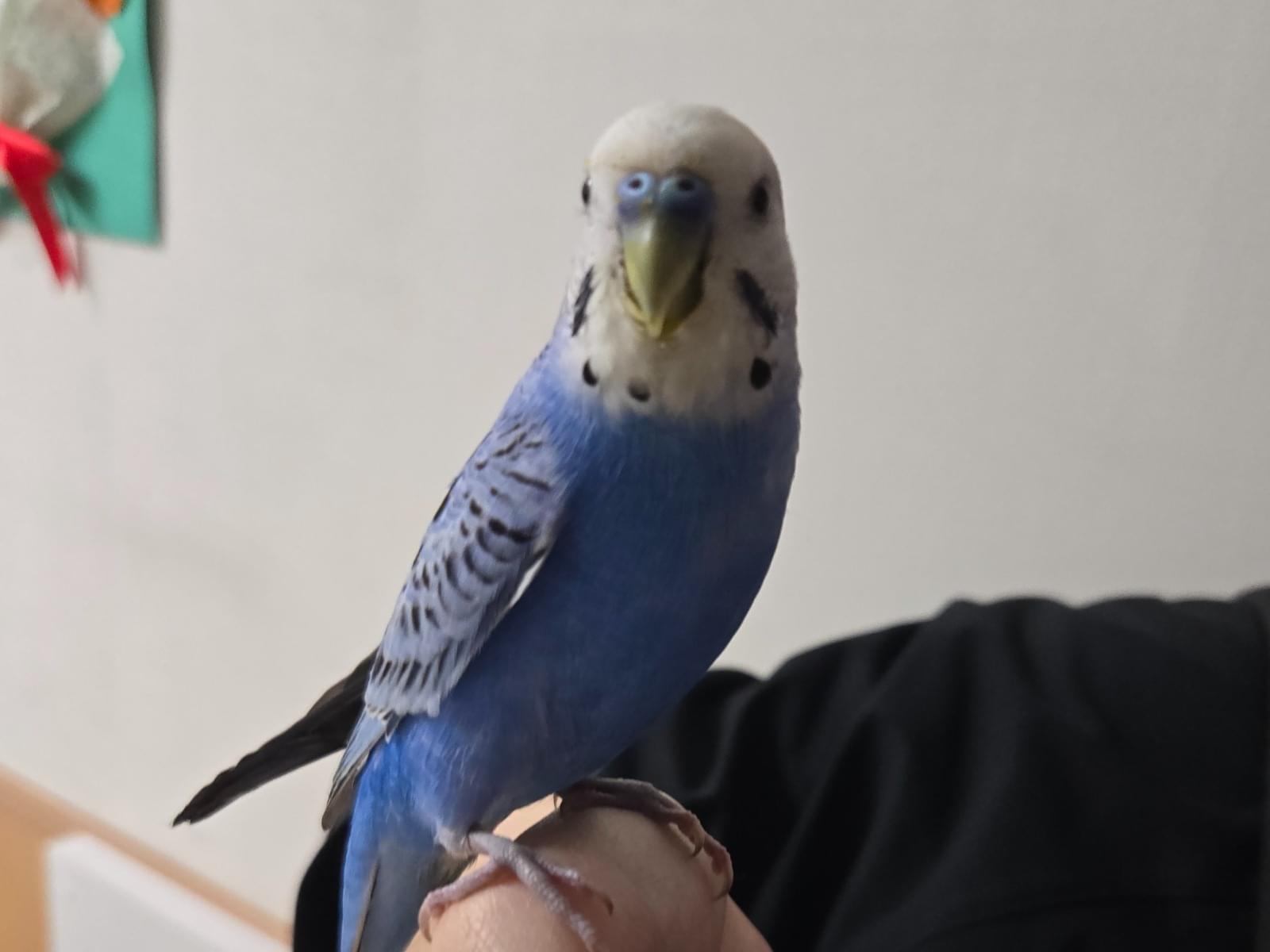 保護された鳥
