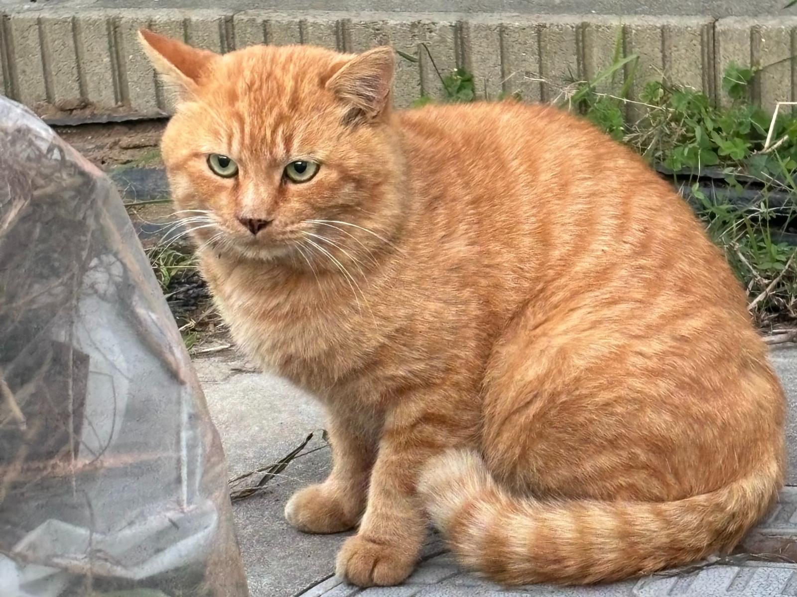 目撃された猫 目撃された猫