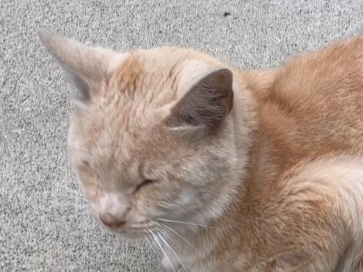 目撃された猫 目撃された猫