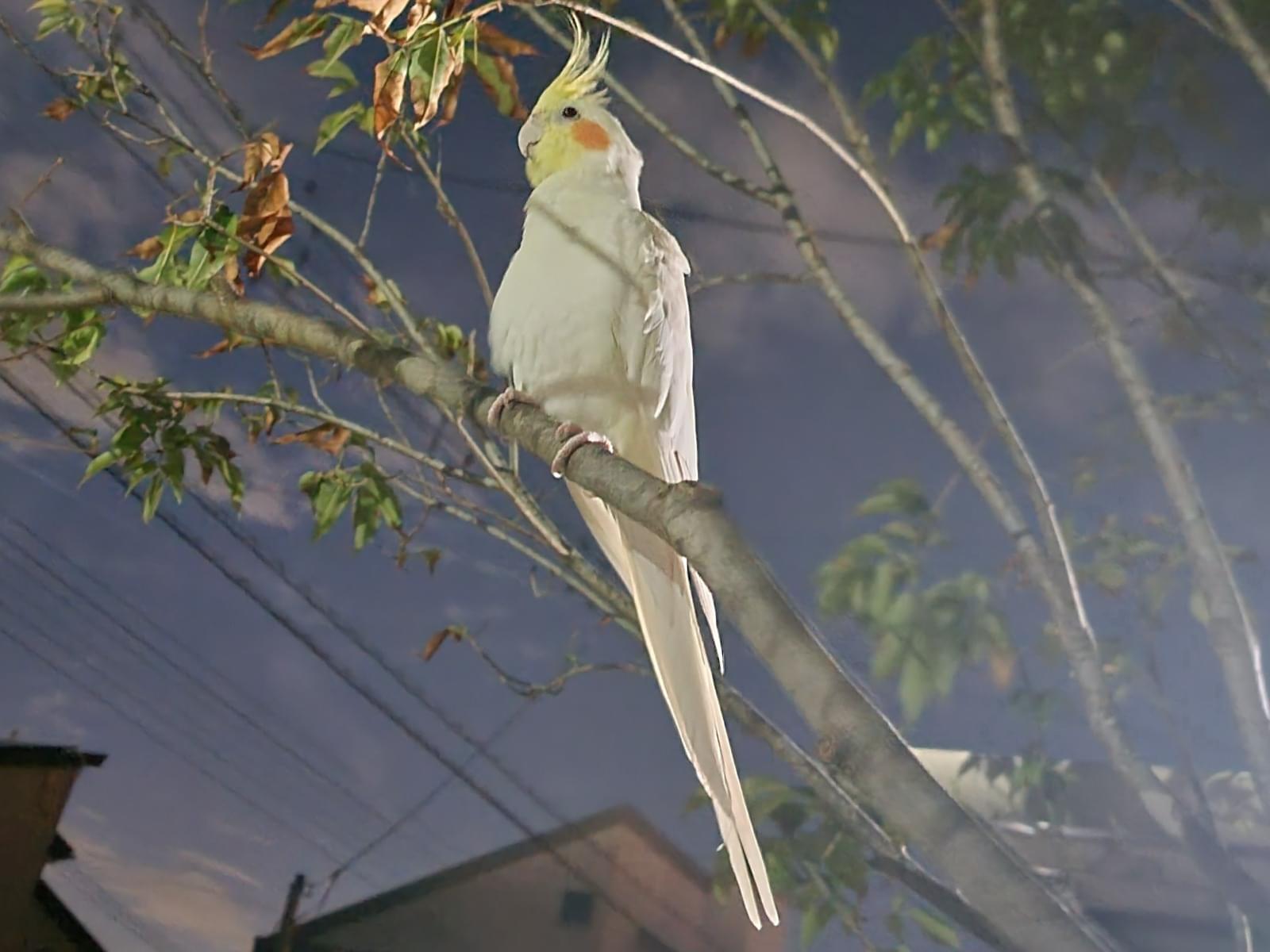 目撃された鳥 目撃された鳥