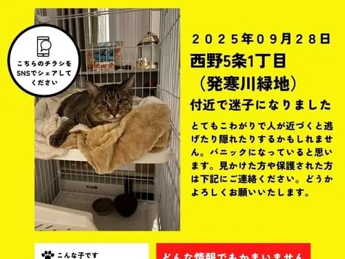 猫を探しています